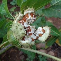 Datura metel L.